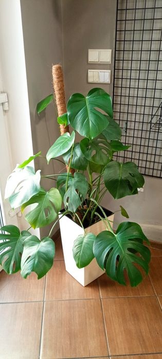 Monstera duża kwiat