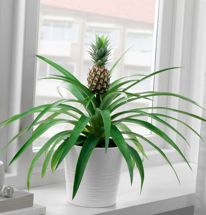Детки комнатного декоративного ананаса