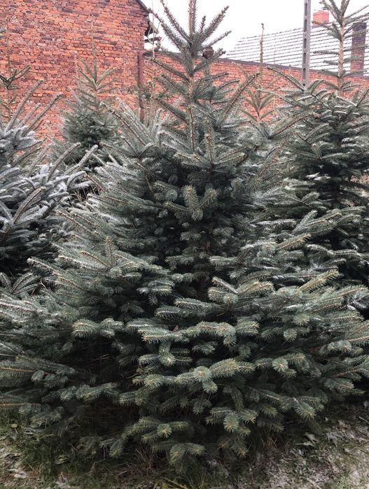 Choinki sesja zdjęciowa od 150-350cm