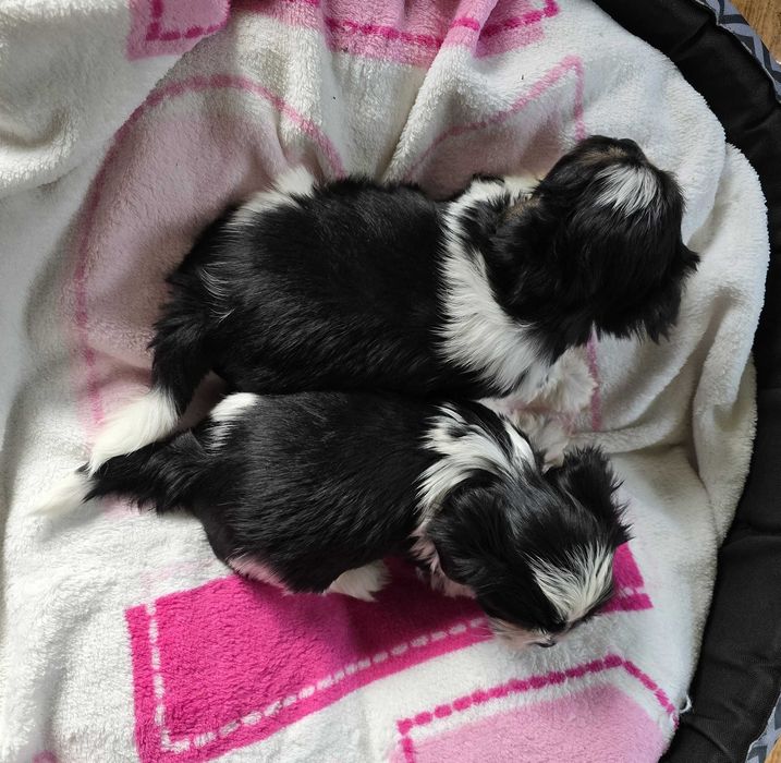 york biewer chłopak szczeniak