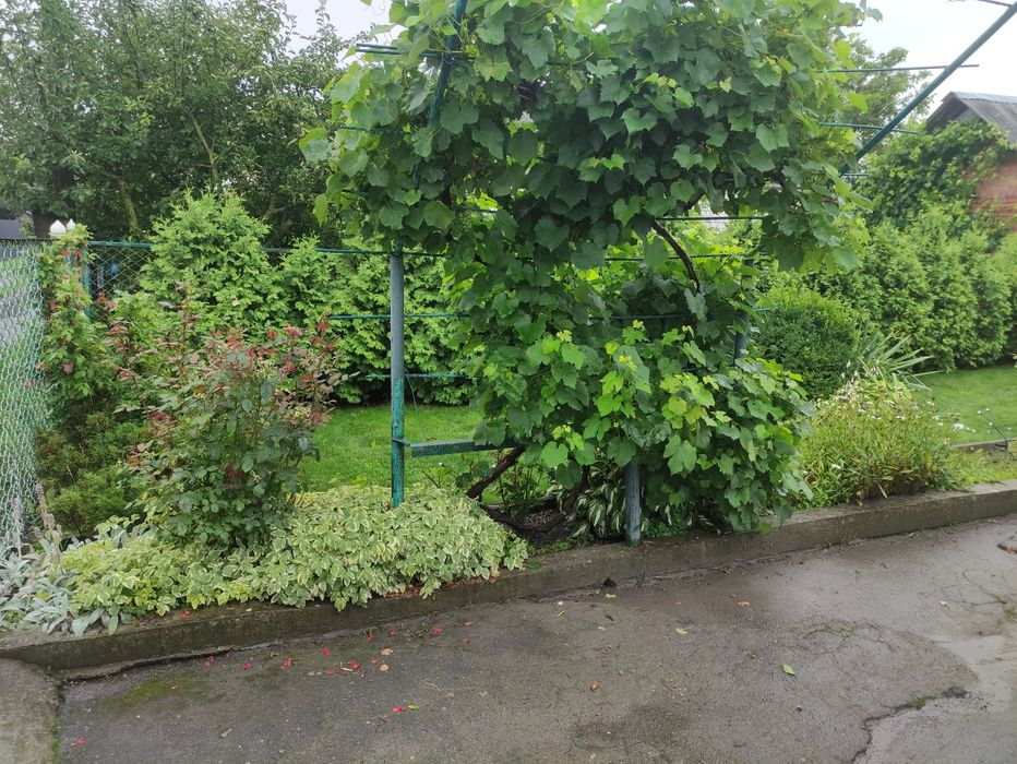 Будинок з присадибною ділянкою