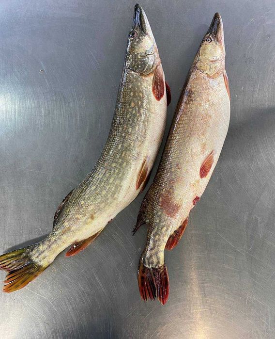 Свіжа річкова риба.Короп.Сазан.Щука.Сом.Судак.Морожена риба.Лінь.