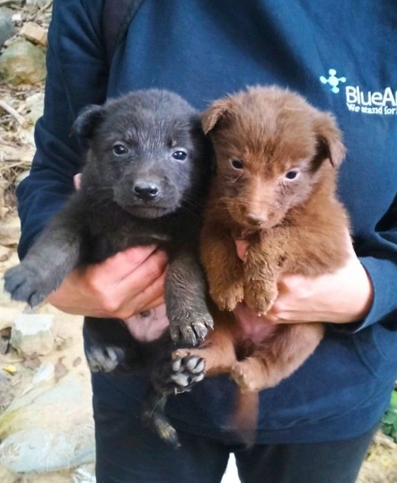 Віддамо цуценят 1 міс.Вінниця,Старе місто