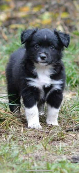 Miniaturowy Owczarek Amerykański