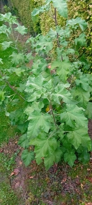 Sprzedam dużą sadzonki malwy drzewiastej, krzew wieloletni