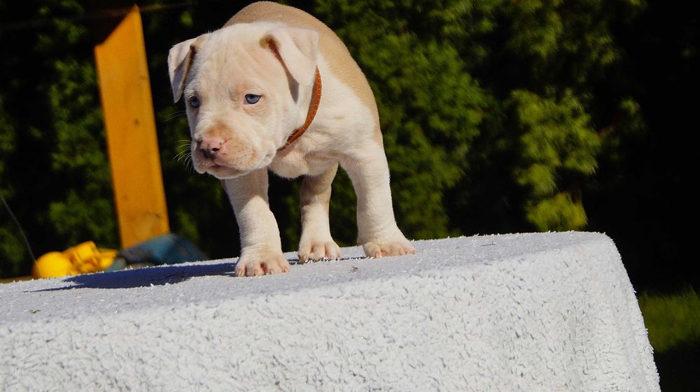 Lexus, szczeniak Amstaff, białogłowy samiec z rodowodem, cudo