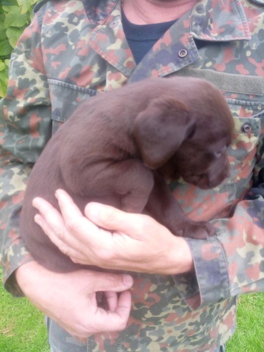 Labrador Retriever