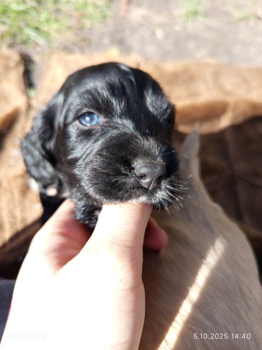 Szczeniaki Cocker spaniel angielski