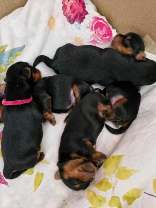 Yorkshire terrier - szczeniaki FCI . Odbior przed świętami