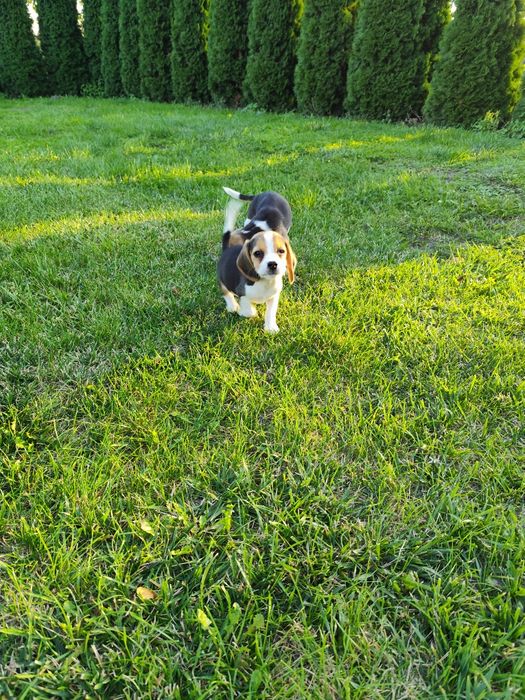 Suczka Beagle gotowa do odbioru pełne szczepienia