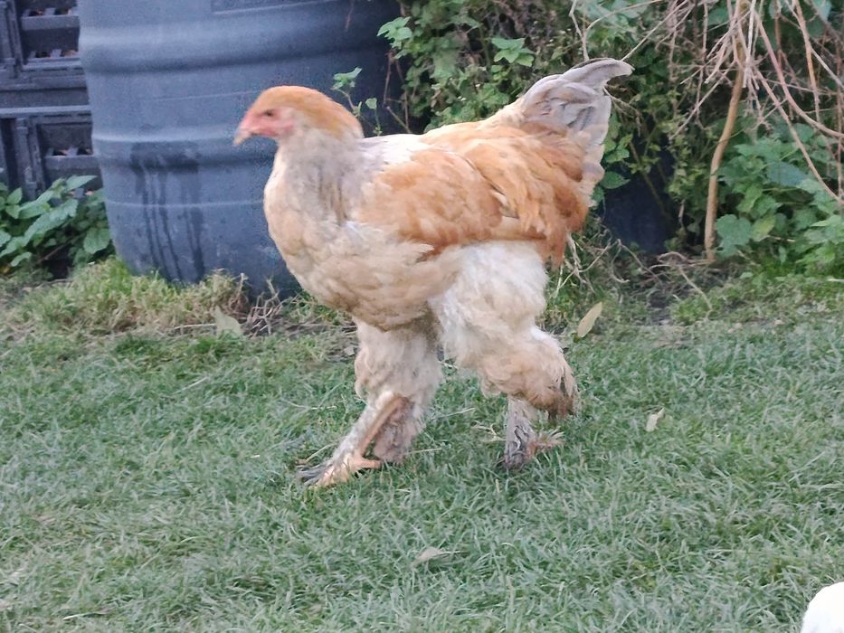 Brahma olbrzymia kury i koguty 2025