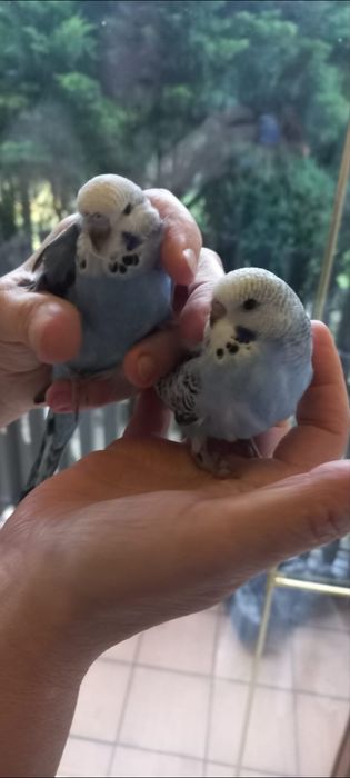 Młode Niebieskie Faliste