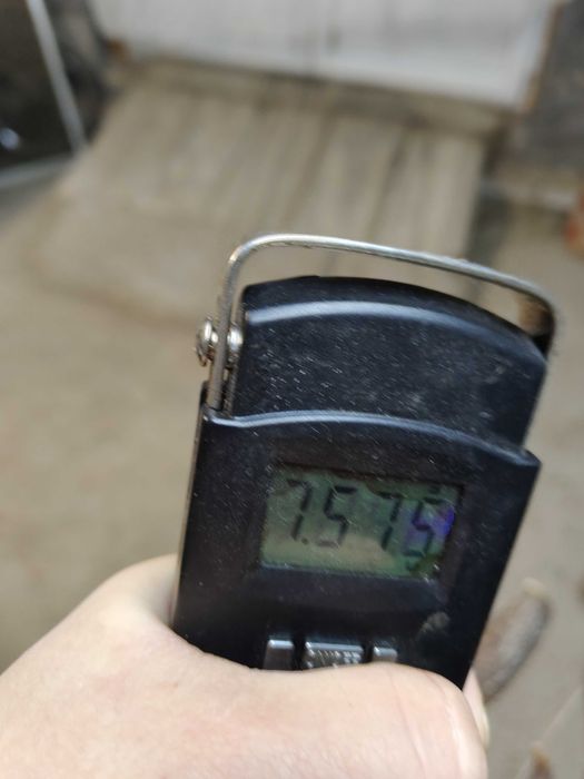 Poroże zrzuty jelenia