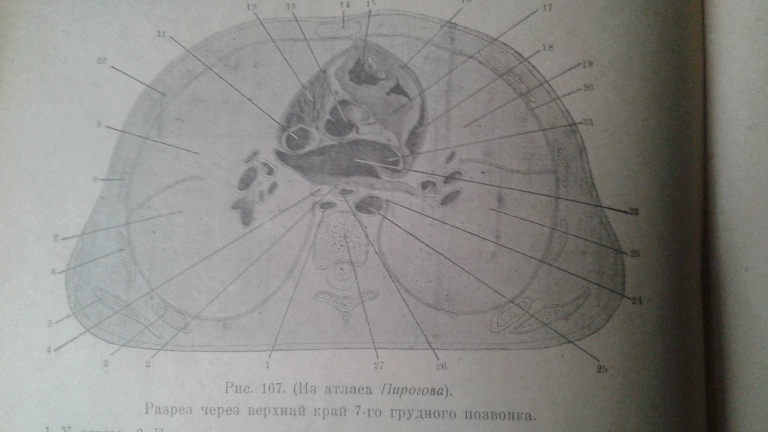 Топографическая анатомия 1925 год украинское издание