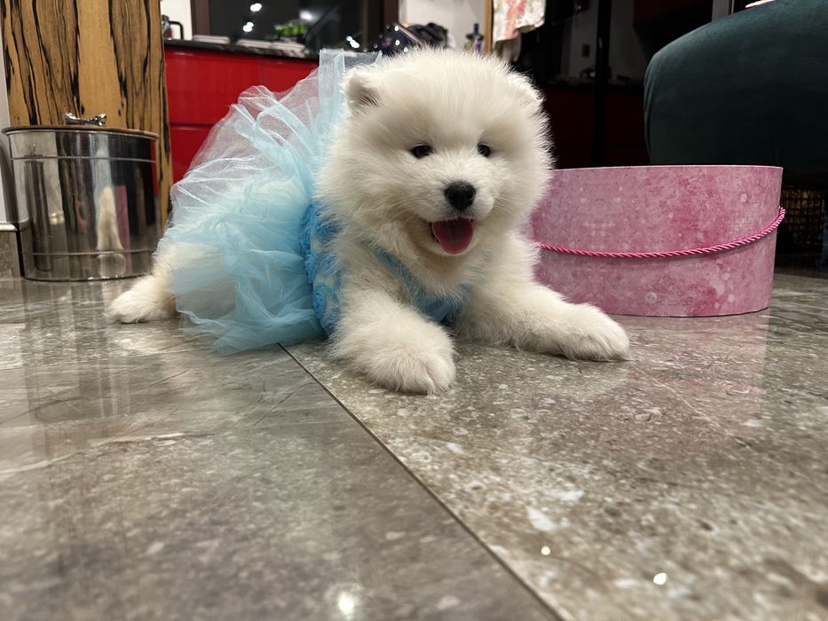 Samoyed „ELZA”