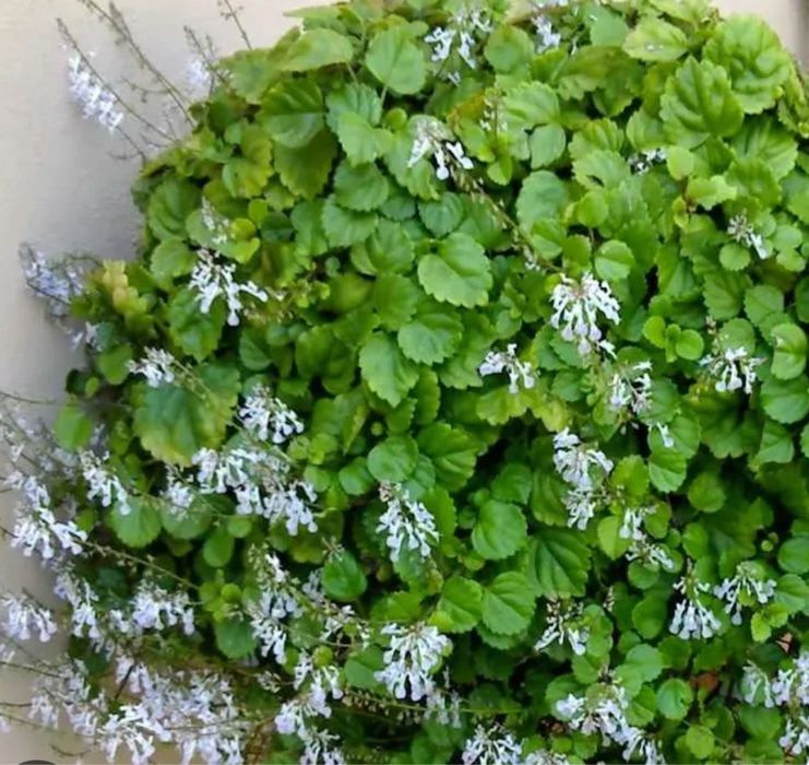 Plectranthus nummularius - planta da moeda