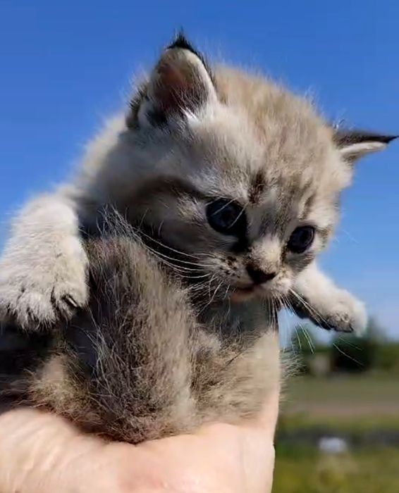 Котик ,окрас шоколадный таби