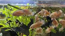 Oscares albino ruby/ mikoljii
