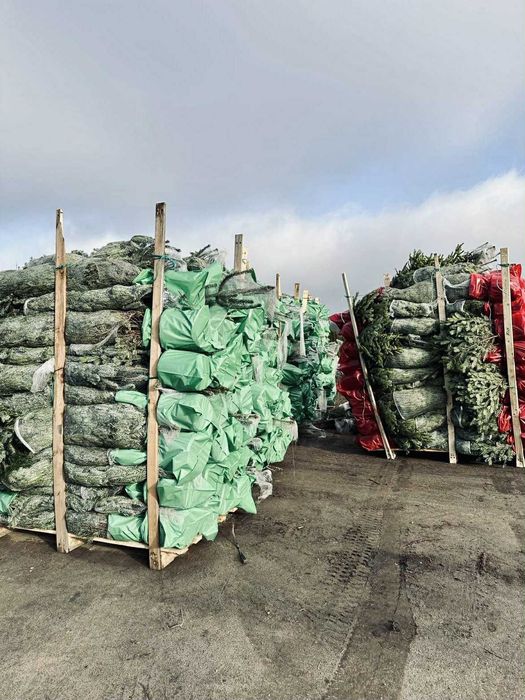 jodła kaukaska donica 1.00-1.50 świerki choinki