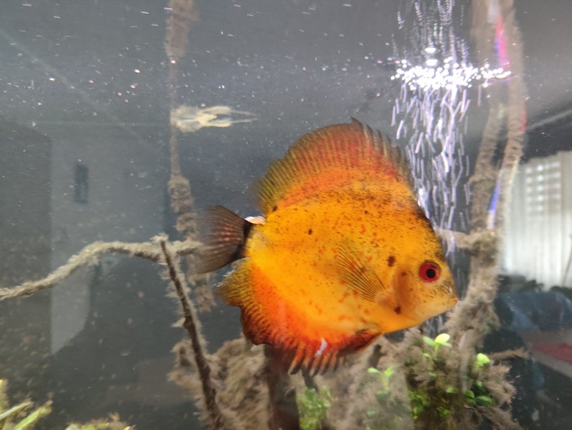 Paletke Red melon ok 12 cm