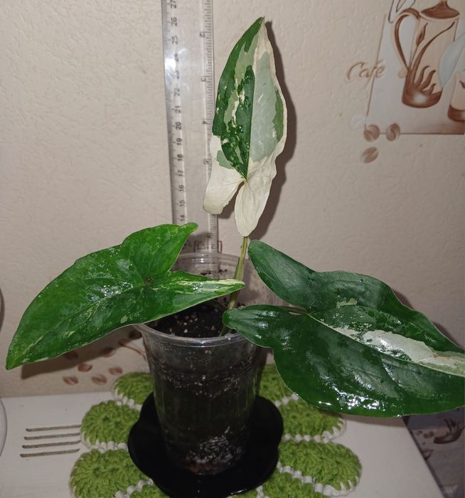 Фікус укорененннй росток.Сингониумы коллекц.