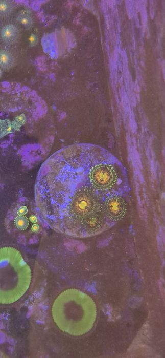 Zoanthus rainbow incinerator