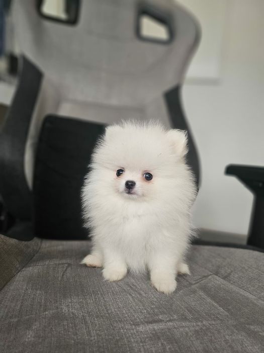 Spitz alemão anão branco