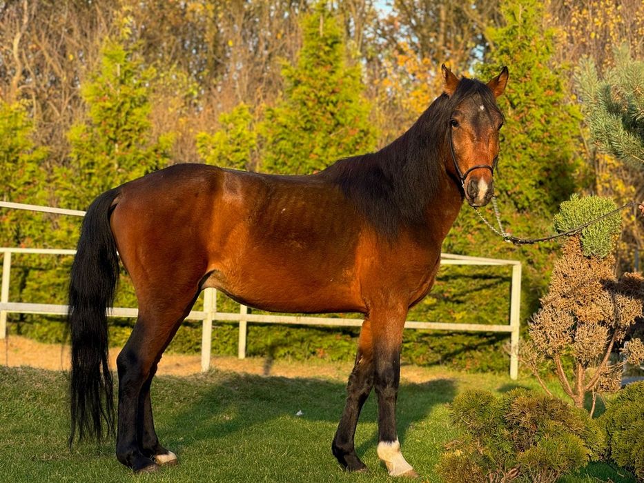 Kuc D grupy, 3,5 roku