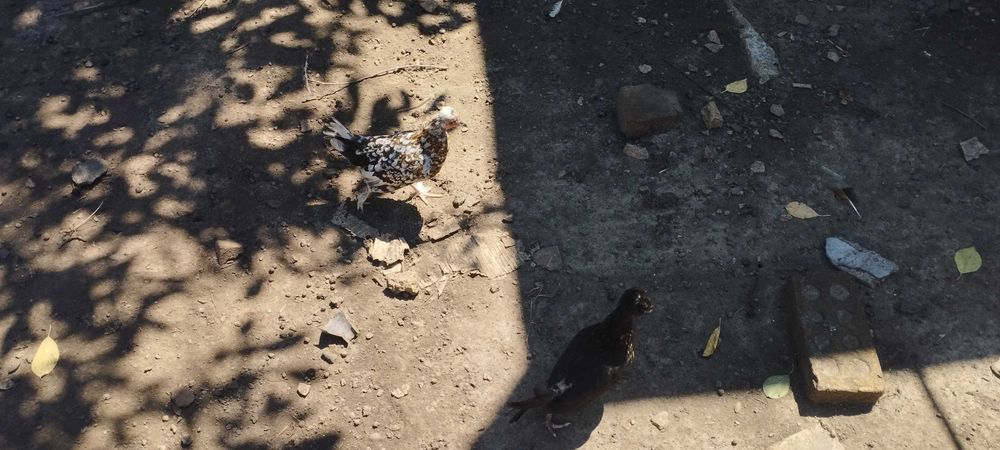 Карликові кури .