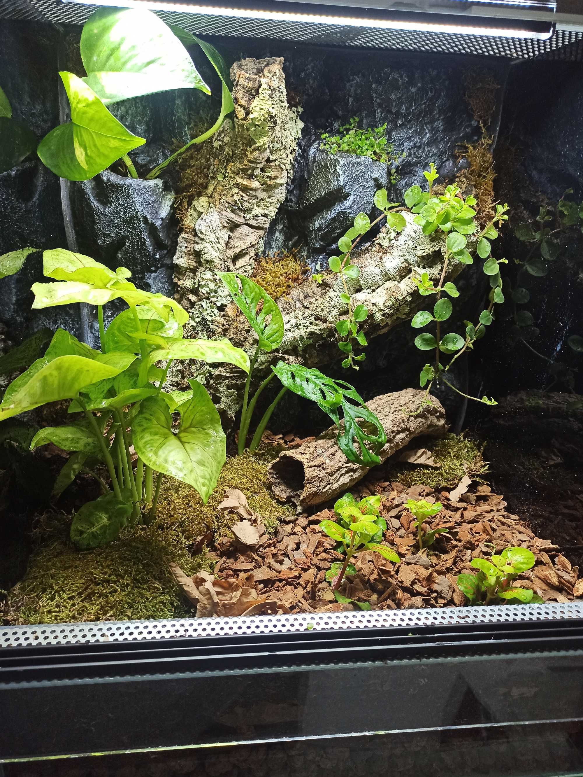 Terrarium bioaktywne dla gekona orzęsionego 40x40x60 ( Exotic Leszno)