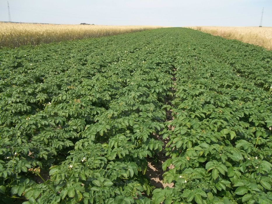 Ziemniaki Soraya wielkości sadzeniaka