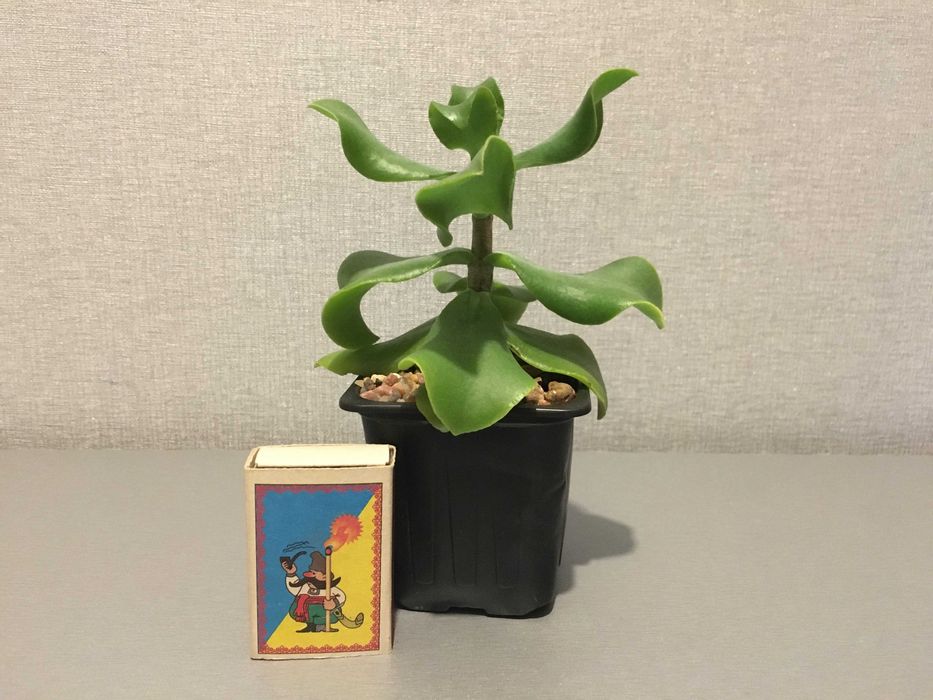 Красула Blue bird сукулент