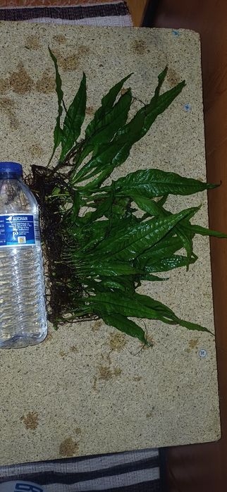 Plantas de aquário