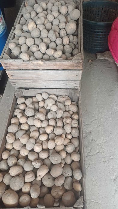 Sprzedam ziemniaki drobne odpadowe