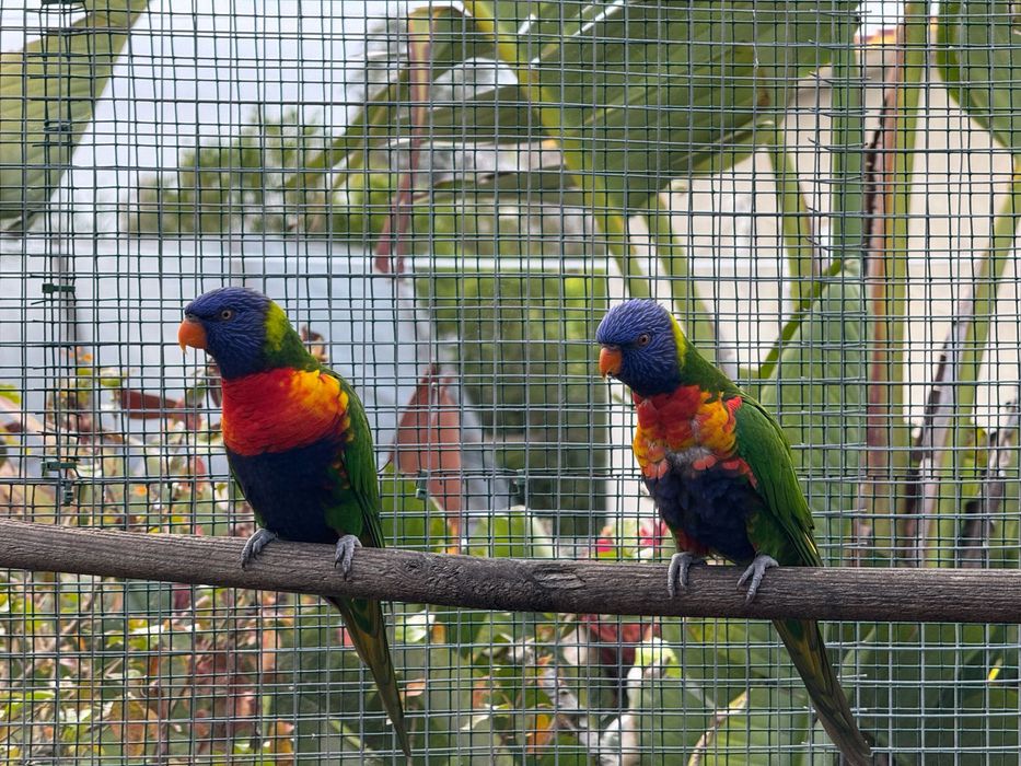 Casal de Loris Arco-Iris para acabar de criar á mão