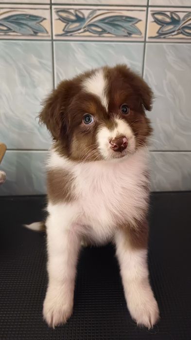 Zarezerwowana: Owczarek australijski (typ amerykański) - Suczka Red Tr