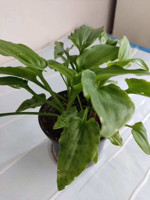 Вазони дріміопсис плямистий