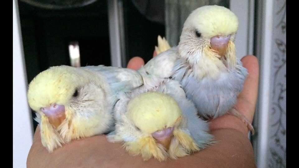 Волнистые попугаи птенцы получехи