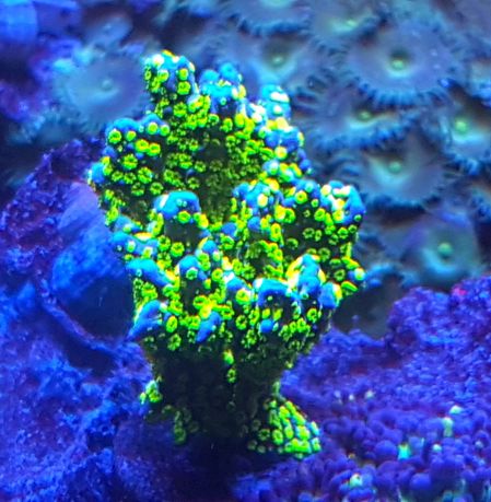 Montipora Star Wars . Koralowiec . Akwarium morskie