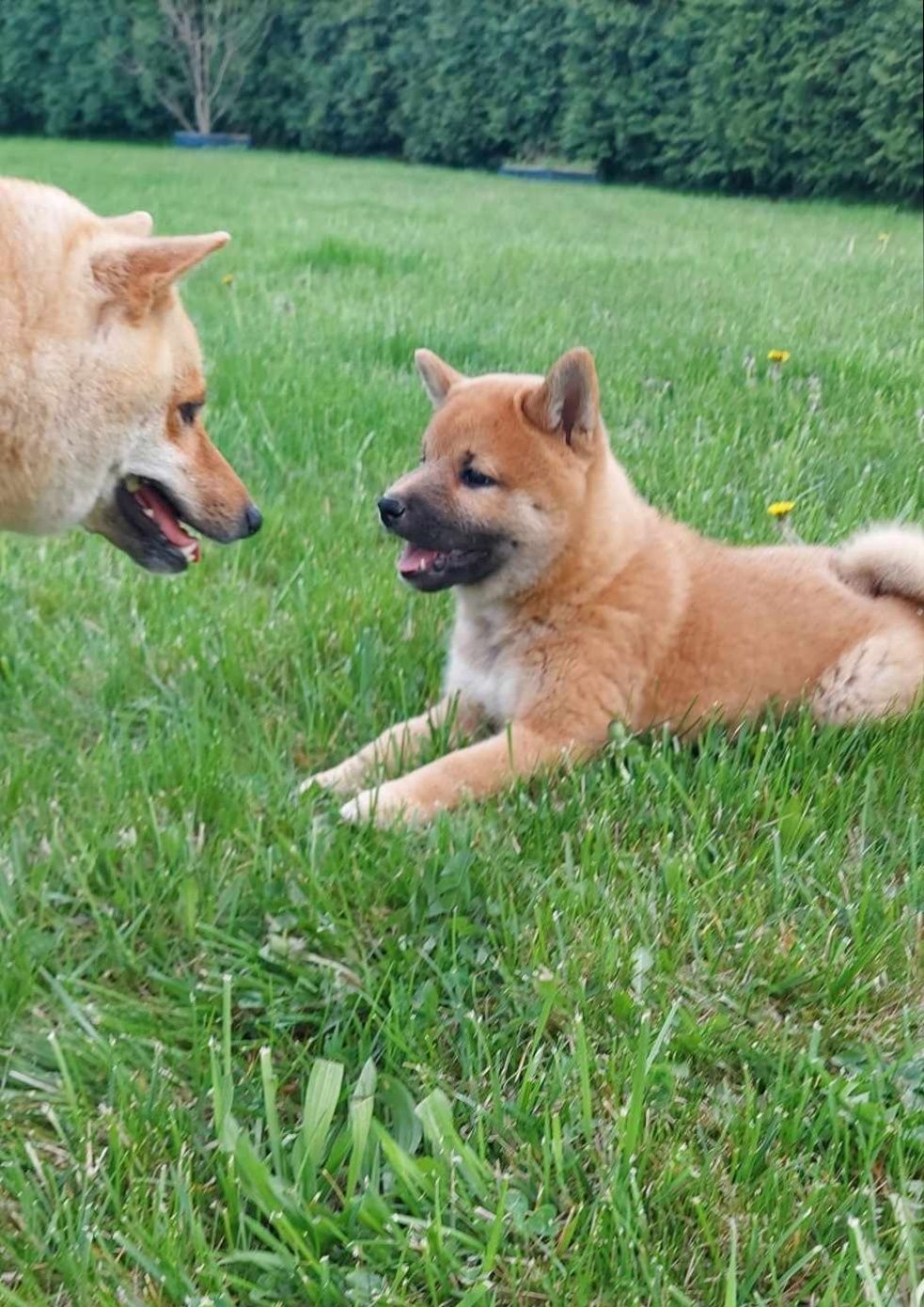 Shiba Inu szczenię