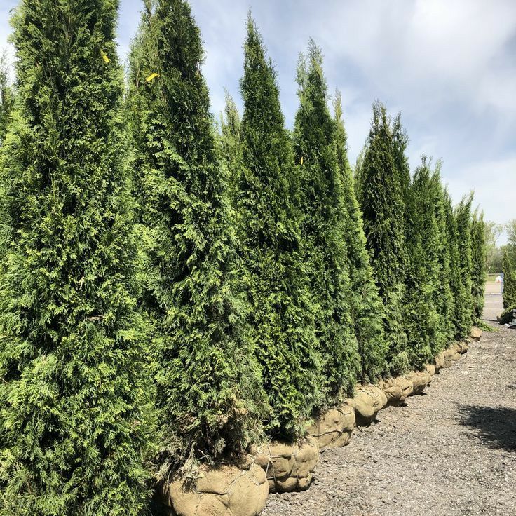 Tuja Szmaragd Thuja