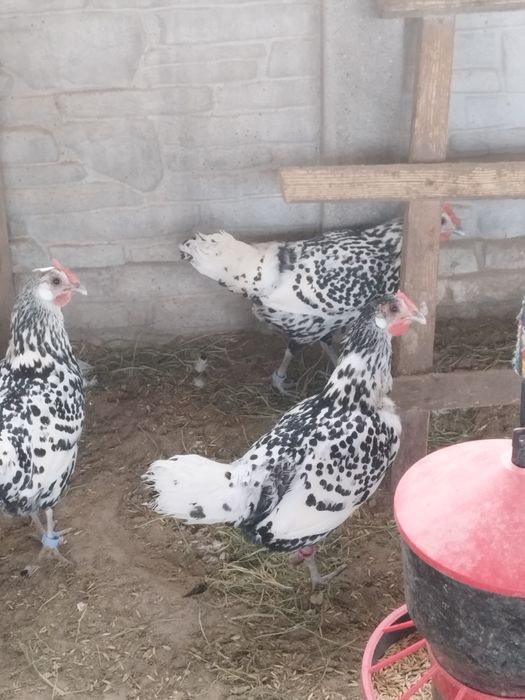 Koguty i kurki hamburskie