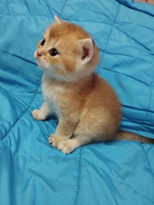 Золотая британская шиншилла