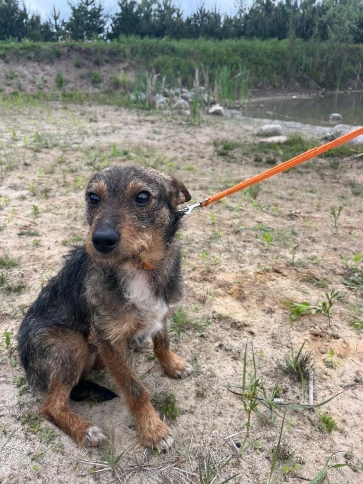 Tymek szorstki samiec blaga o adopcje!