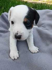 Jack Russell Terrier-Suczka 1 Miot B
