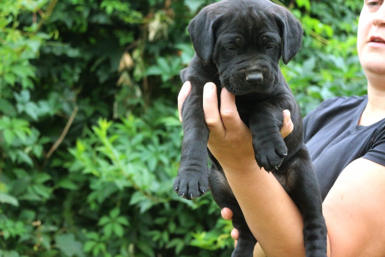 Cane Corso Italiano suczka ZKwP