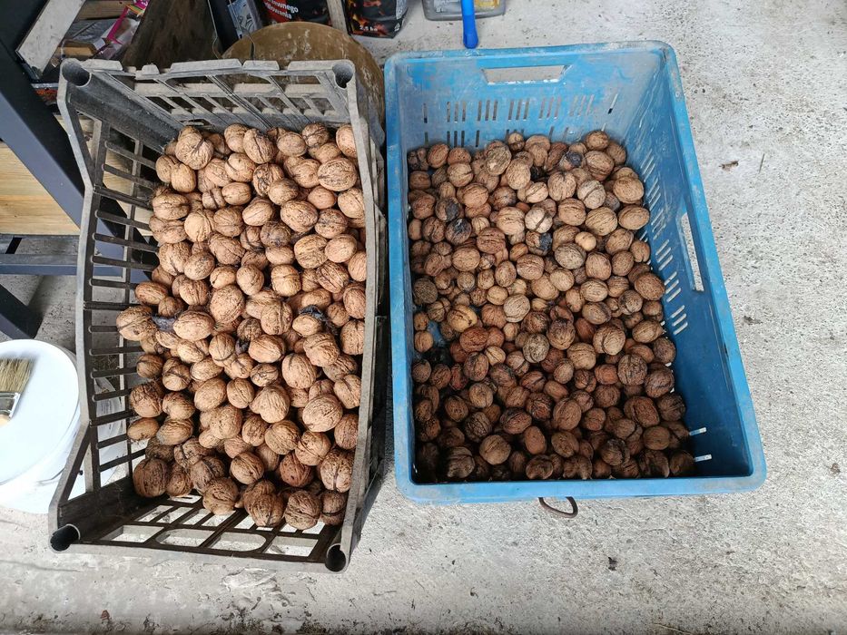 Orzech włoski 10 kg.