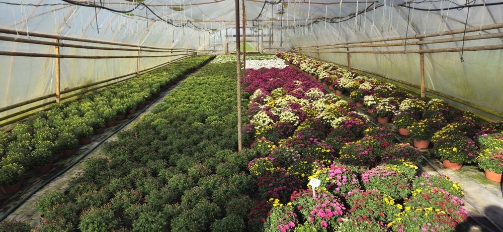 Chryzantemy hurt detal