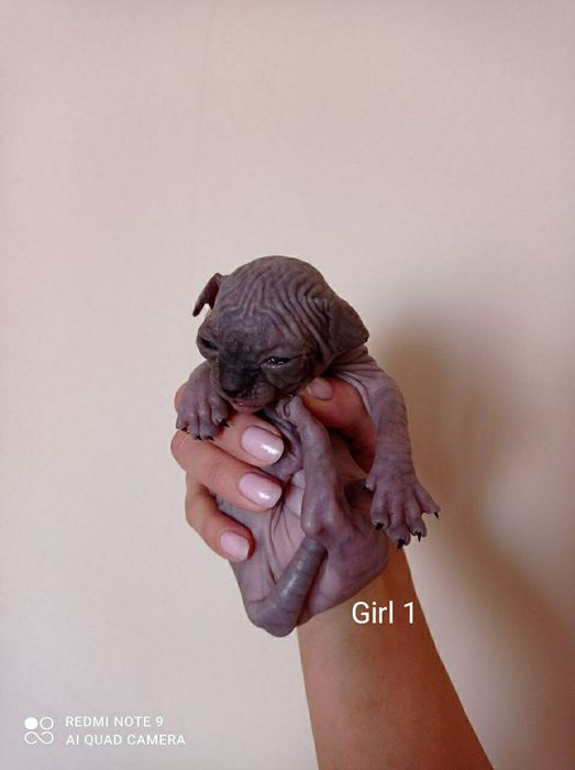 Канадський сфінкс