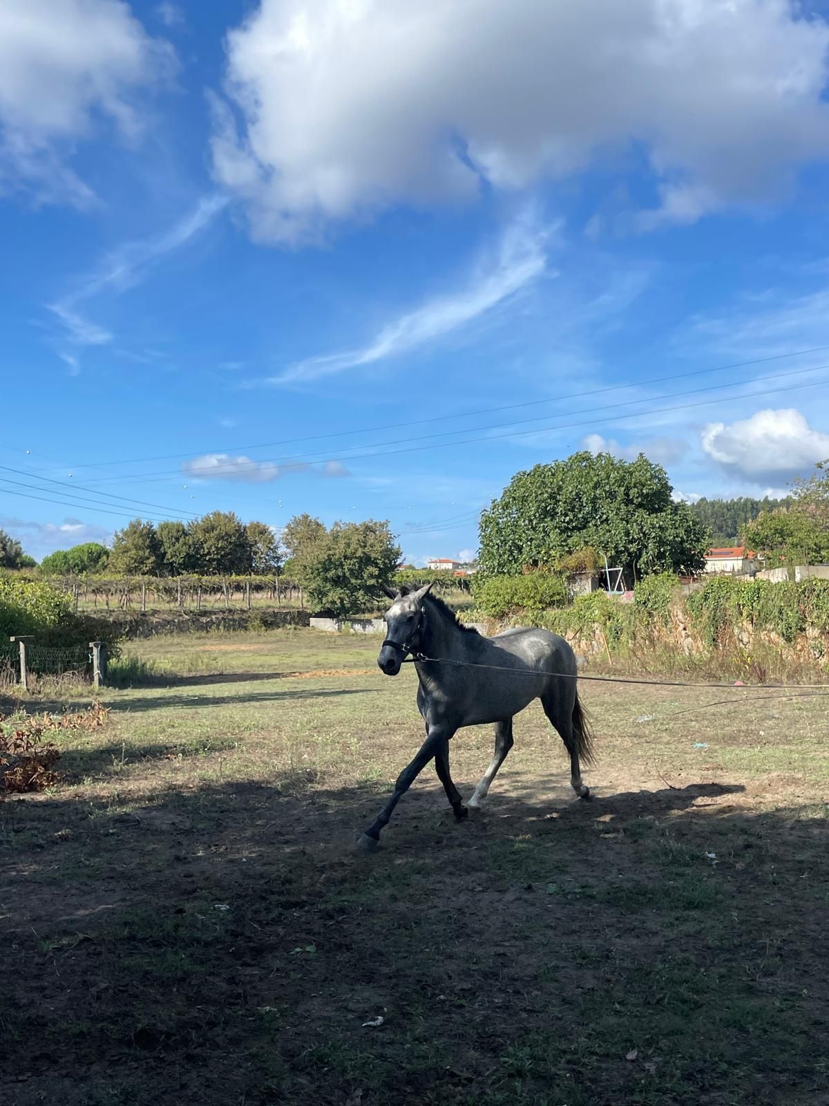 Cavalo Lusitano PSL